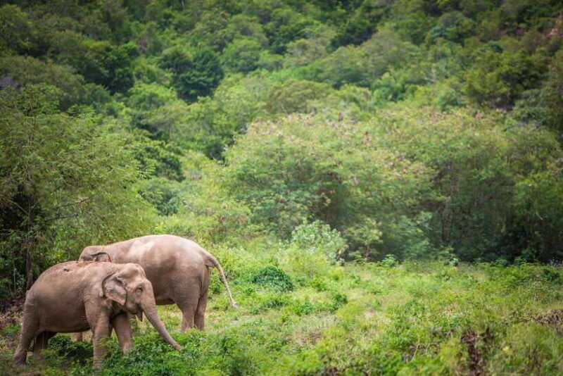 Koh Samui: Ethical Elephant Sanctuary Tour With Buffet Lunch - Itinerary and Activities