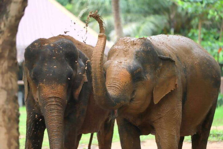 Koh Samui: Ethical Elephant Sanctuary Tour With Buffet Lunch - Included Amenities