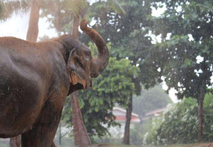 Koh Samui: Ethical Elephant Sanctuary Tour With Buffet Lunch - Frequently Asked Questions