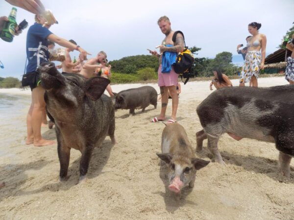 Koh Samui Explorer: Ultimate Jet Ski Adventure - Pick-up and Transportation Details