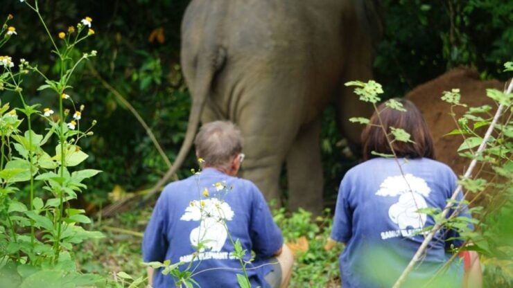 Koh Samui: Half Day Ethical Elephant Sanctuary With Mud Spa - Pickup Information
