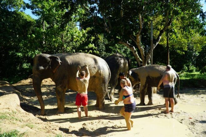 Koh Samui: Half Day Ethical Elephant Sanctuary With Mud Spa - Itinerary Breakdown