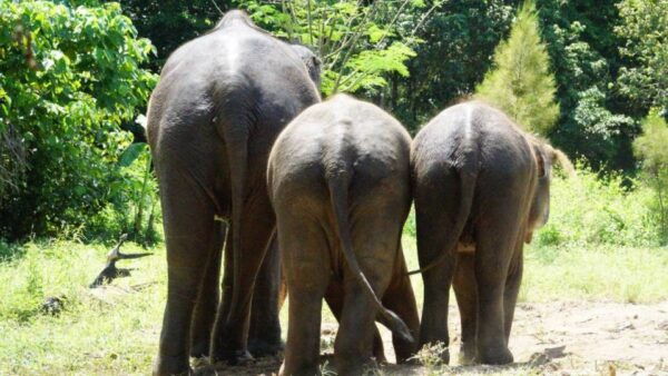 Koh Samui: Half Day Ethical Elephant Sanctuary With Mud Spa - Directions
