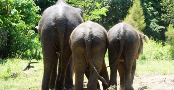 Koh Samui: Half Day Ethical Elephant Sanctuary With Mud Spa - The Sum Up