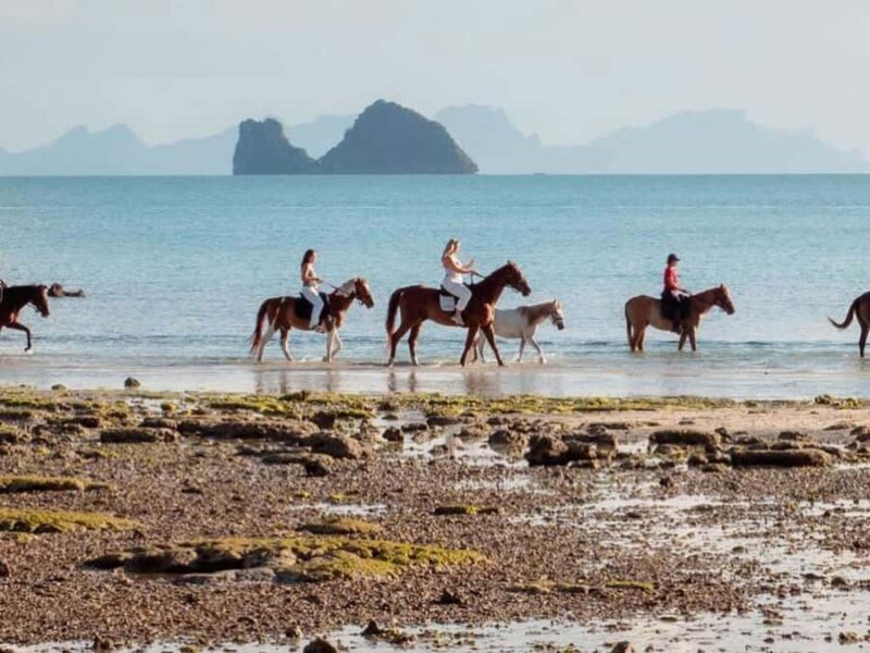 Koh Samui Horse Riding & Beach Trails - Exploring the Experience in Detail