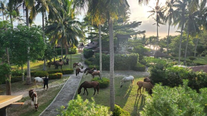 Koh Samui Horse Riding & Beach Trails - FAQ