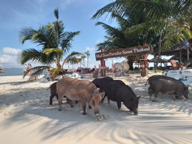 Koh Samui: Island Hopping Adventure in Coral and Pig Island - Pickup and Meeting Information