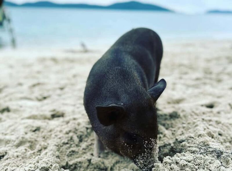 Koh Samui: Jetski Safari, Snorkeling to Pig & Virgin Islands - Considerations and Tips