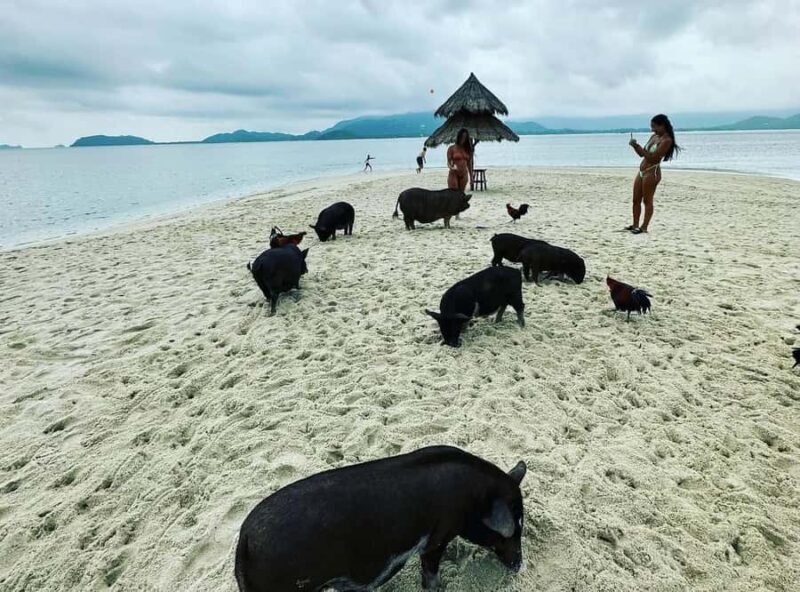 Koh Samui: Jetski Safari, Snorkeling to Pig & Virgin Islands - Who Should Consider This Tour?