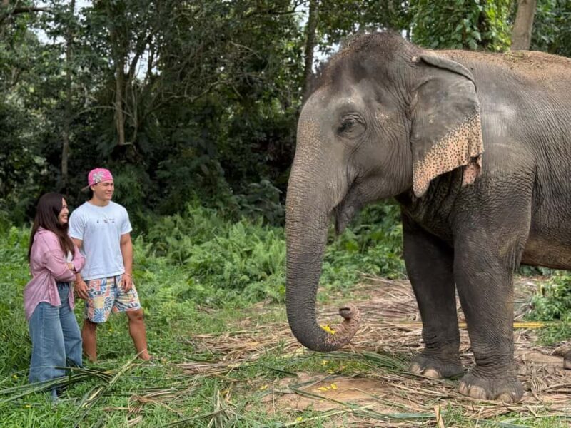 Koh Samui: Jungle Safari Jeep Tour with Elephants Sanctuary - Good To Know