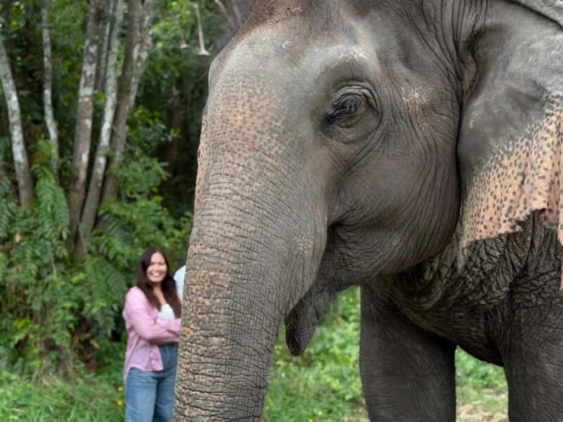 Koh Samui: Jungle Safari Jeep Tour with Elephants Sanctuary - A Deep Dive into the Jungle Safari Jeep Tour