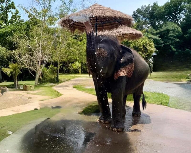 Koh Samui: Jungle Safari Jeep Tour with Elephants Sanctuary - FAQ