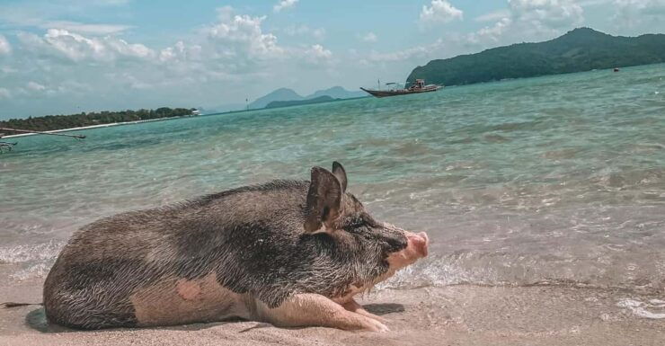 Koh Samui: Koh Madsum and Koh Tan by Private Longtail Boat. - Itinerary Details