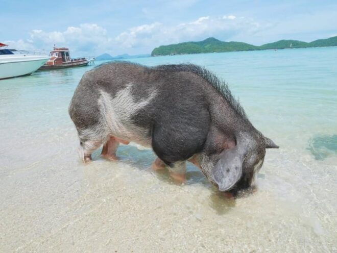 Koh Samui: Koh Madsum and Koh Tan by Private Longtail Boat. - Included Amenities