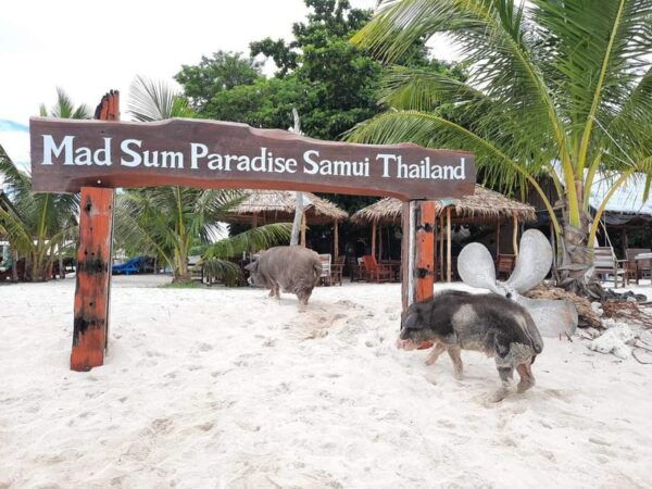 Koh Samui: Koh Madsum and Koh Tan by Private Longtail Boat. - Booking Information