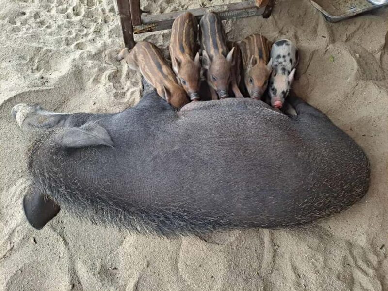 Koh Samui: Koh Madsum and Koh Tan Speed Boat Trip - FAQ