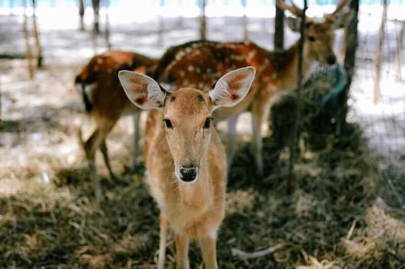 Koh Samui: Koh Madsum, Koh Tan & Koh Rap by Longtail Boat - Who Is This Tour For?