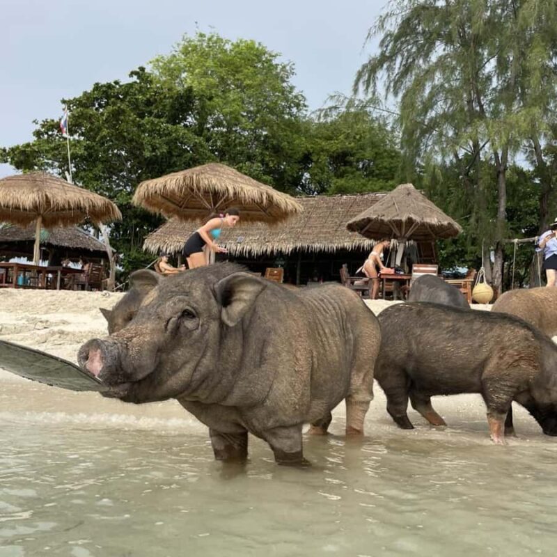 Koh Samui: Koh Madsum & Koh Tan Speed Catamaran Tour - An Overview of the Experience
