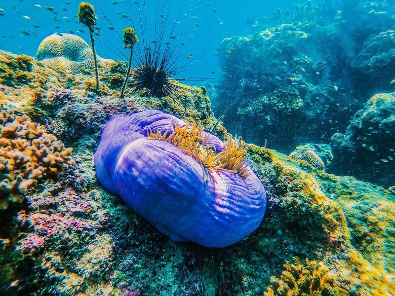 Koh Samui Koh Nangyuan & Koh Tao Full-Day Snorkeling Tour - Guides, group pace, and who will enjoy it