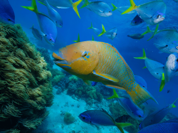 Koh Samui: Koh Tao and Nangyuan Snorkeling Tour by Catamaran - Tips for Tour Participants
