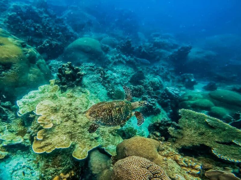 Koh Samui: Koh Tao and Nangyuan Snorkeling Tour with Lunch - FAQ