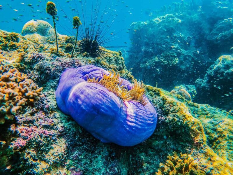 Koh Samui: Koh Tao and Nangyuan Snorkeling Tour with Lunch - Possible Drawbacks or Considerations