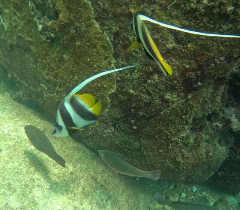 Koh Samui: Koh Tao & Koh Nang Yuan VIP Small Group (16 Max) - Final Thoughts: Is This Tour Right for You?