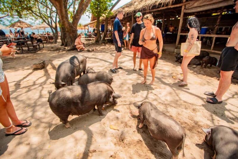 Koh Samui: Pig Island & Koh Tan Speedboat Tour with Lunch - Good To Know