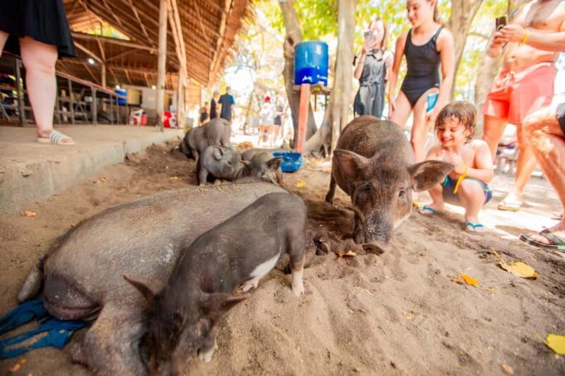 Koh Samui: Pig Island & Koh Tan Speedboat Tour with Lunch - The Sum Up