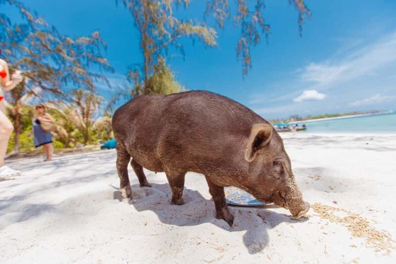 Koh Samui: Pig Island Private Longtail Boat Tour - Frequently Asked Questions