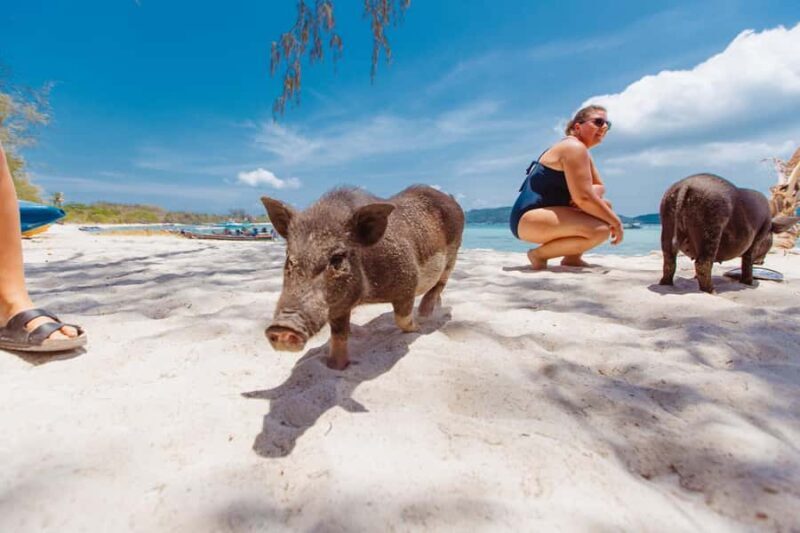 Koh Samui: Pig Island Private Longtail Boat Tour - The Authentic Experience: What Travelers Say