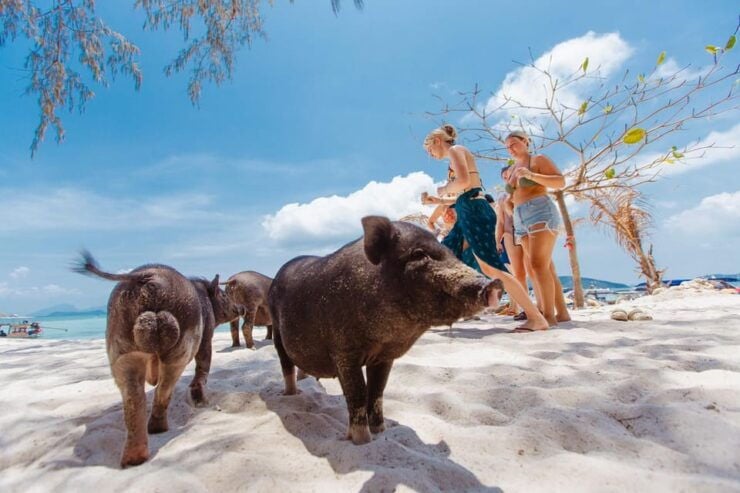 Koh Samui: Pig Island Private Longtail Boat Tour - Itinerary Details
