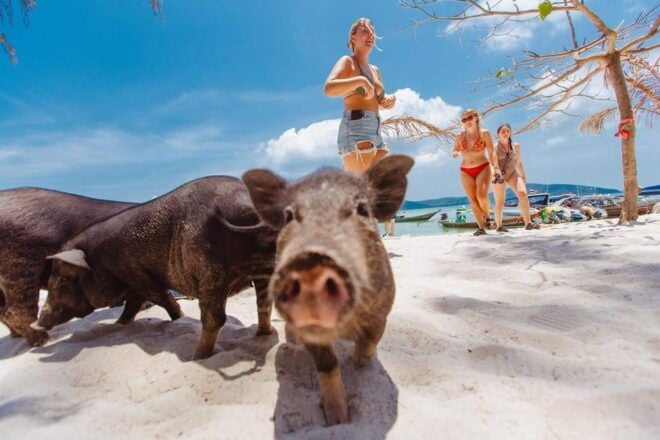 Koh Samui: Pig Island Private Longtail Boat Tour - Inclusions and Exclusions