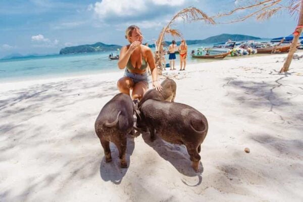 Koh Samui: Pig Island Private Longtail Boat Tour - Snorkeling and Swimming