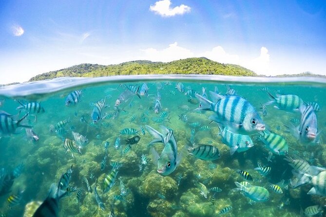 Koh Samui Pig Island Tour by Speedboat With Snorkeling - Return Journey and Farewell