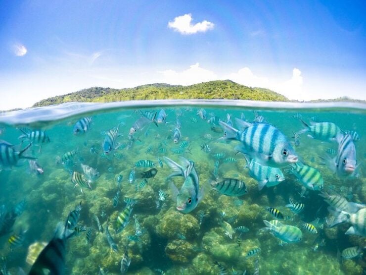Koh Samui: Pig Island Tour by Speedboat With Snorkeling - Experience