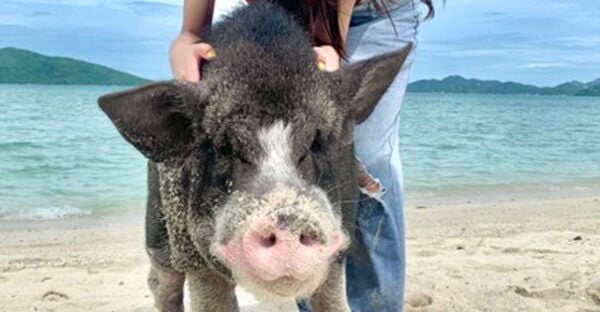 Koh Samui: Pig Island Tour by Speedboat With Snorkeling - Common Questions