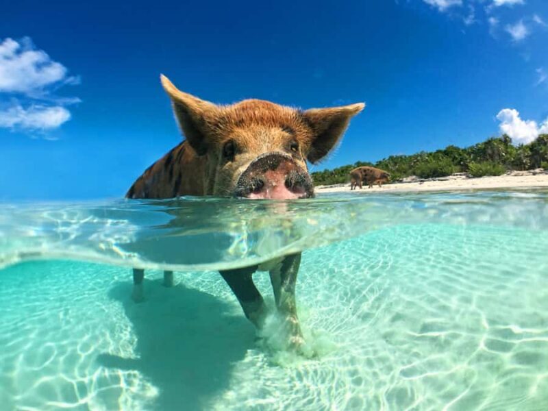 Koh Samui: Pink Dolphin, Pig Island, and Snorkeling Day Trip - An In-Depth Look at the Experience