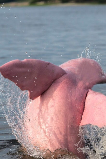 Koh Samui Pink Dolphin Sightseeing and Snorkelling Tour - Inclusions and Exclusions