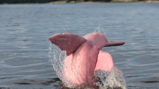Koh Samui Pink Dolphin Sightseeing and Snorkelling Tour - Important Information