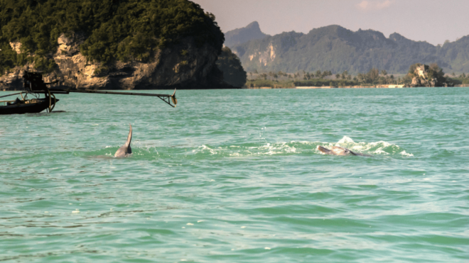 Koh Samui Pink Dolphin Sightseeing and Snorkelling Tour - What to Expect