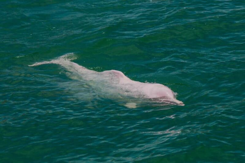 Koh Samui: Pink Dolphin Spotting & Pig Island Speedboat Tour - Final Thoughts