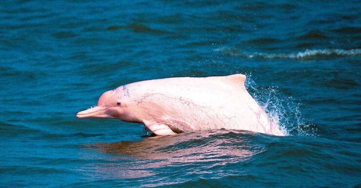 Koh Samui: Pink Dolphin Spotting & Pig Island Speedboat Tour - Pickup Information