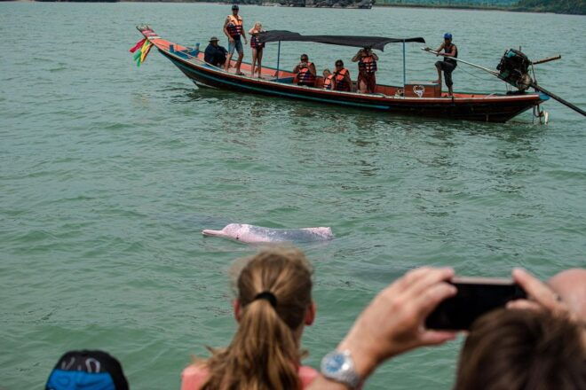 Koh Samui: Pink Dolphin Spotting & Pig Island Speedboat Tour - Itinerary Information