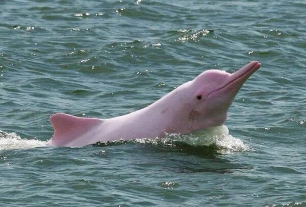 Koh Samui: Pink Dolphin Spotting & Pig Island Speedboat Tour - Common Questions