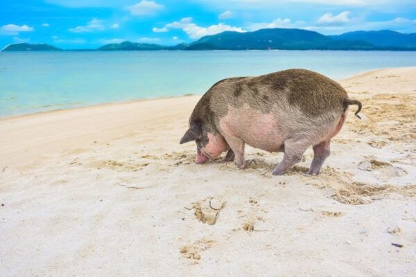 Koh Samui: Private Island Hopping Boat Tour - Common Questions