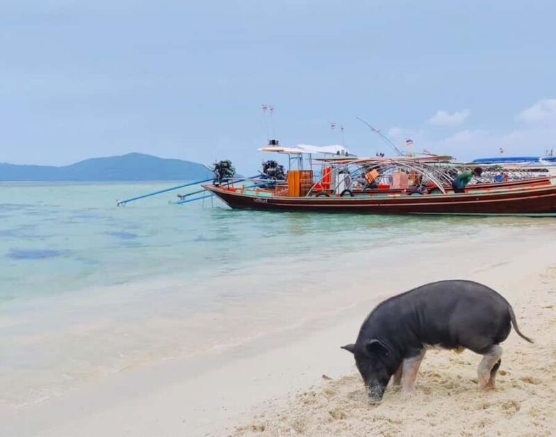 Koh Samui: Private Longtail Boat to Pig Island with Snorkel - Important Considerations