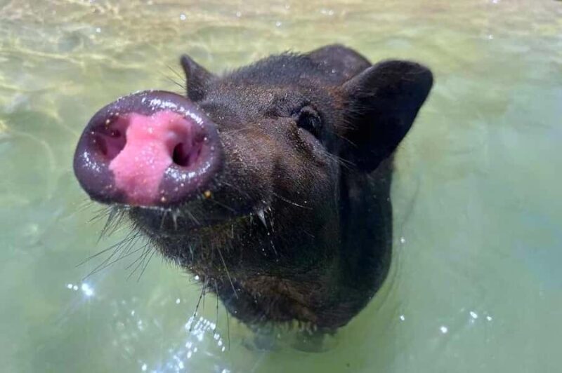 Koh Samui: Private Longtail Boat to Pig Island with Snorkel - The Itinerary: Breaking Down the Experience