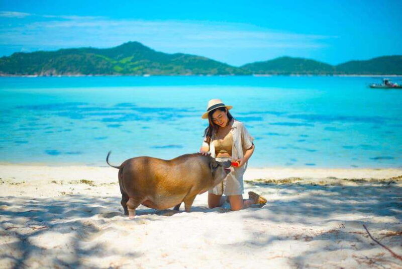 Koh Samui: Private Longtail Boat to Pig Island With Snorkel - Good To Know