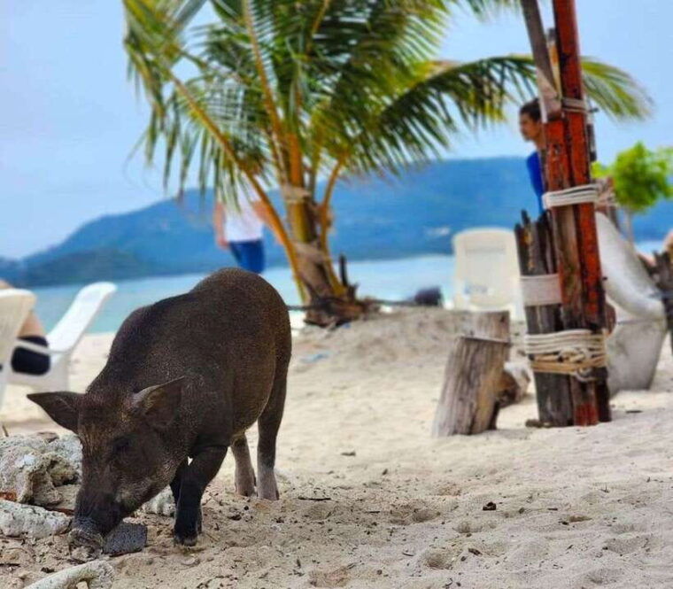 Koh Samui: Private Longtail Boat to Pig Island With Snorkel - Exploring Koh Tan and Koh Madsum